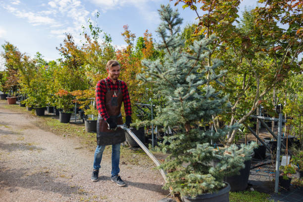 Covington, OH Tree Removal and Landscaping Services Company